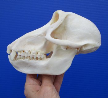 7 inches Female African Chacma Baboon Skull for Sale <font color=red> Good Quality</font> - Buy this one for $154.99 (CITES #P-000023748))