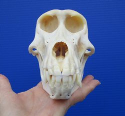 7 inches Female African Chacma Baboon Skull for Sale <font color=red> Good Quality</font> - Buy this one for $154.99 (CITES #P-000023748))