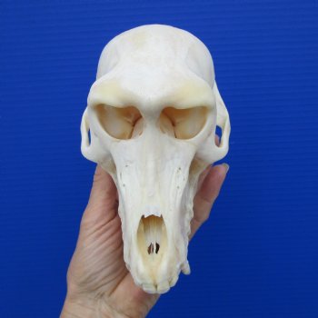 7 inches Female African Chacma Baboon Skull for Sale <font color=red> Good Quality</font> - Buy this one for $154.99 (CITES #P-000023748))