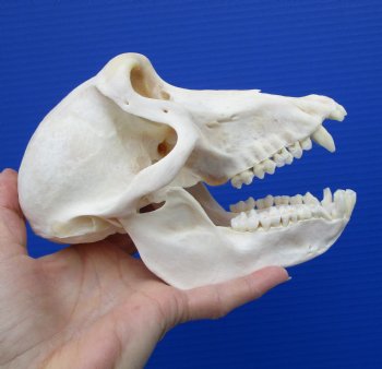 7 inches Female African Chacma Baboon Skull for Sale <font color=red> Good Quality</font> - Buy this one for $154.99 (CITES #P-000023748))