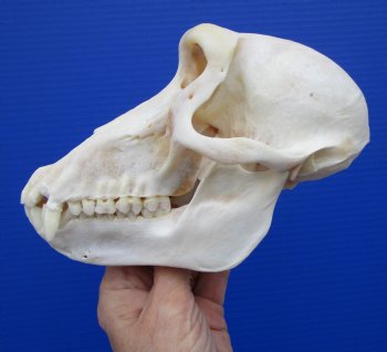 7 inches Female African Chacma Baboon Skull for Sale <font color=red> Good Quality</font> - Buy this one for $154.99 (CITES #P-000023748))