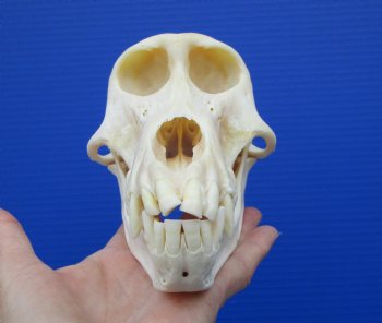 7-1/4 inches Female African Chacma Baboon Skull for Sale <font color=red> Good Quality</font> - Buy this one for $154.99 (CITES #P-000023748))