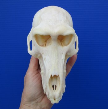 7-1/4 inches Female African Chacma Baboon Skull for Sale <font color=red> Good Quality</font> - Buy this one for $154.99 (CITES #P-000023748))