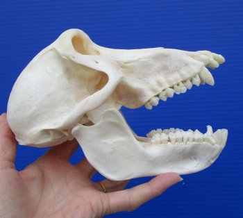 7-1/4 inches Female African Chacma Baboon Skull for Sale <font color=red> Good Quality</font> - Buy this one for $154.99 (CITES #P-000023748))