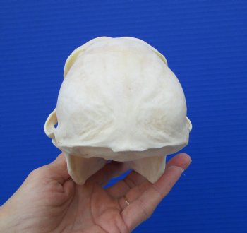 7-1/4 inches Female African Chacma Baboon Skull for Sale <font color=red> Good Quality</font> - Buy this one for $154.99 (CITES #P-000023748))