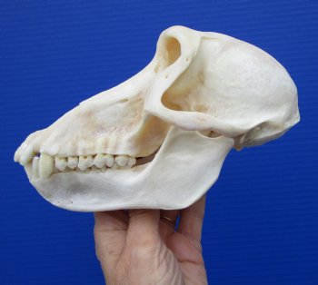 7-1/4 inches Female African Chacma Baboon Skull for Sale <font color=red> Good Quality</font> - Buy this one for $154.99 (CITES #P-000023748))