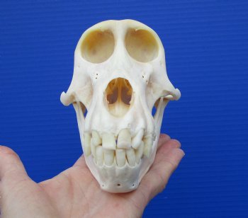 7 inches Female African Chacma Baboon Skull for Sale <font color=red> Good Quality</font> - Buy this one for $154.99 (CITES #P-000023748))