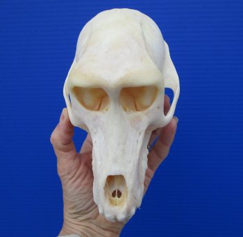 7 inches Female African Chacma Baboon Skull for Sale <font color=red> Good Quality</font> - Buy this one for $154.99 (CITES #P-000023748))