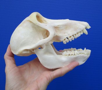 7 inches Female African Chacma Baboon Skull for Sale <font color=red> Good Quality</font> - Buy this one for $154.99 (CITES #P-000023748))