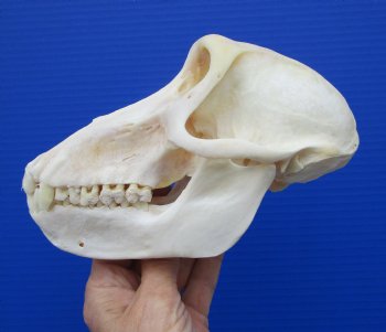 7 inches Female African Chacma Baboon Skull for Sale <font color=red> Good Quality</font> - Buy this one for $154.99 (CITES #P-000023748))