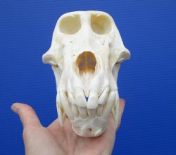 8-1/2 inches Male Chacma Baboon Skull <font color=red> Good Quality </font> CITES #P-000023748 - Buy this one for $324.99 (Shipped Signature Required)