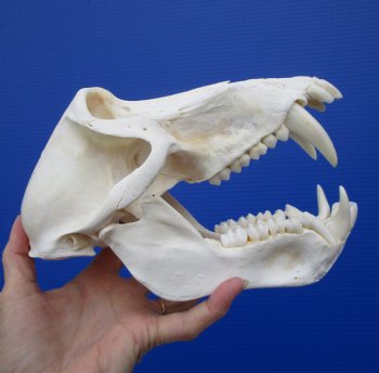 8-1/2 inches Male Chacma Baboon Skull <font color=red> Good Quality </font> CITES #P-000023748 - Buy this one for $324.99 (Shipped Signature Required)