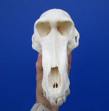 8-1/2 inches Male Chacma Baboon Skull <font color=red> Good Quality </font> CITES #P-000023748 - Buy this one for $324.99 (Shipped Signature Required)