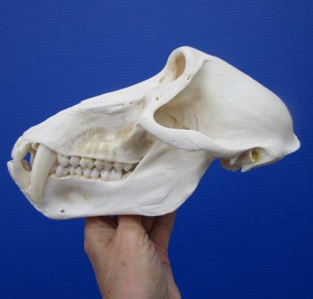 8-1/2 inches Male Chacma Baboon Skull <font color=red> Good Quality </font> CITES #P-000023748 - Buy this one for $324.99 (Shipped Signature Required)