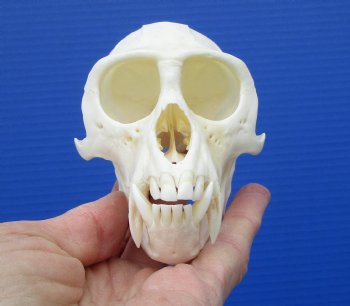  4 inches Male African Vervet Monkey Skull <font color=red> Good Quality </font> (CITES #P-000023748) - Buy this one for $124.99