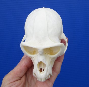  4 inches Male African Vervet Monkey Skull <font color=red> Good Quality </font> (CITES #P-000023748) - Buy this one for $124.99