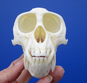  4 inches Male African Vervet Monkey Skull <font color=red> Good Quality </font> (CITES #P-000023748) - Buy this one for $124.99