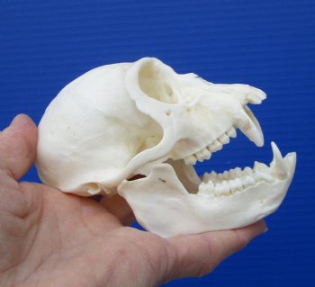  4 inches Male African Vervet Monkey Skull <font color=red> Good Quality </font> (CITES #P-000023748) - Buy this one for $124.99