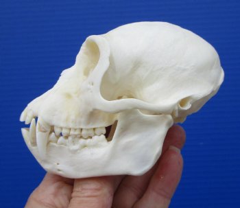  4 inches Male African Vervet Monkey Skull <font color=red> Good Quality </font> (CITES #P-000023748) - Buy this one for $124.99