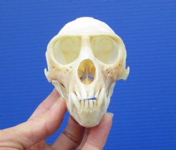  4 inches Male African Vervet Monkey Skull with Mismatched Jaws <font color=red> Discounted</font> CITES #P-000023748) - Buy this one for $99.99