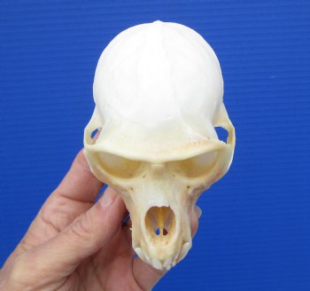  4 inches Male African Vervet Monkey Skull with Mismatched Jaws <font color=red> Discounted</font> CITES #P-000023748) - Buy this one for $99.99