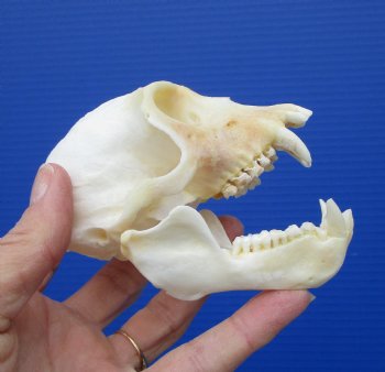  4 inches Male African Vervet Monkey Skull with Mismatched Jaws <font color=red> Discounted</font> CITES #P-000023748) - Buy this one for $99.99