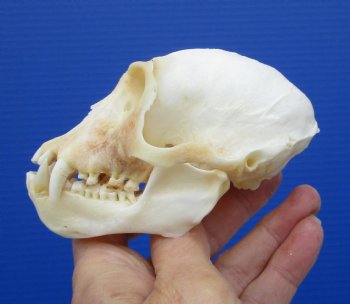  4 inches Male African Vervet Monkey Skull with Mismatched Jaws <font color=red> Discounted</font> CITES #P-000023748) - Buy this one for $99.99