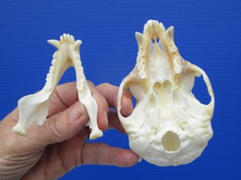  4 inches Male African Vervet Monkey Skull with Mismatched Jaws <font color=red> Discounted</font> CITES #P-000023748) - Buy this one for $99.99