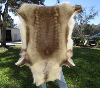 Light Reindeer Hide, Skin, Fur 47 by 42 inches for $149.99