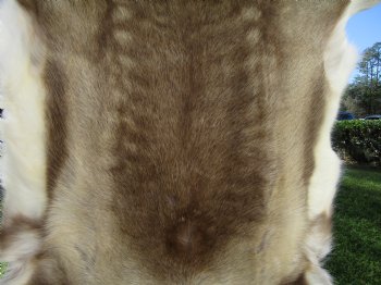 Light Reindeer Hide, Skin, Fur 47 by 42 inches for $149.99