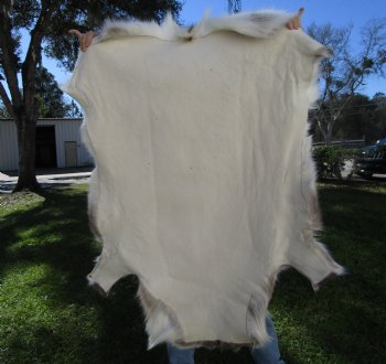 Light Reindeer Hide, Skin, Fur 47 by 42 inches for $149.99