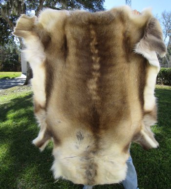 Authentic Finland Reindeer Hide, Skin, Fur 45 by 45 inches for $149.99