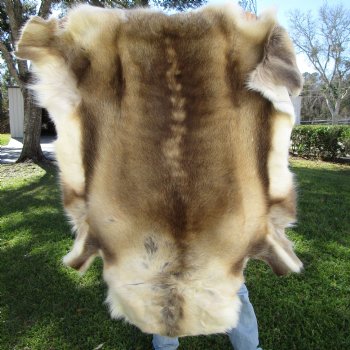 Authentic Finland Reindeer Hide, Skin, Fur 45 by 45 inches for $149.99