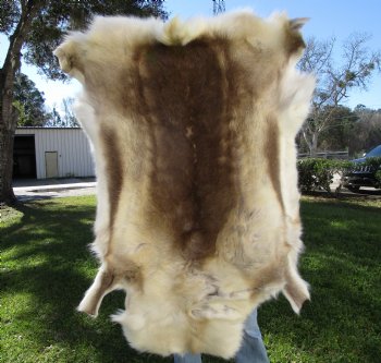 Reindeer Hide, Skin, Fur 51 by 44 inches for $149.99