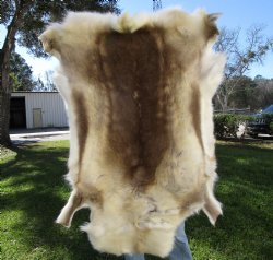 Reindeer Hide, Skin, Fur 51 by 44 inches for $149.99