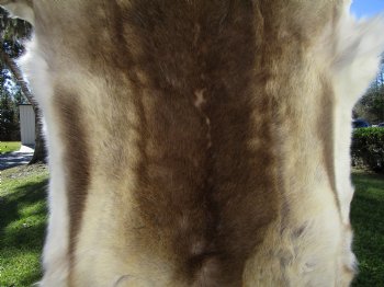 Reindeer Hide, Skin, Fur 51 by 44 inches for $149.99