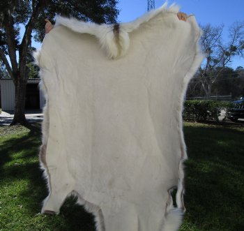 Reindeer Hide, Skin, Fur 51 by 44 inches for $149.99