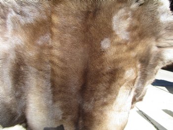 Reindeer Hide, Skin, Without Legs, 42 by 38 Inches - Buy this one for $99.99