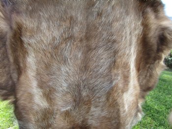 Reindeer Hide, Skin, Without Legs, 46 by 42 Inches - Buy this one for $99.99