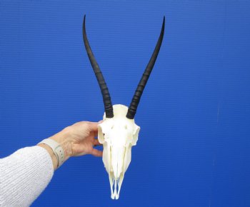 African Female Springbok Skull with 9-1/2 inches Horns <font color=red> Good Quality</font> for $64.99