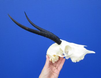 African Female Springbok Skull with 9-1/2 inches Horns <font color=red> Good Quality</font> for $64.99