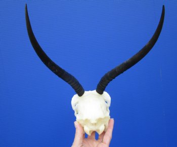 African Female Springbok Skull with 9-1/2 inches Horns <font color=red> Good Quality</font> for $64.99