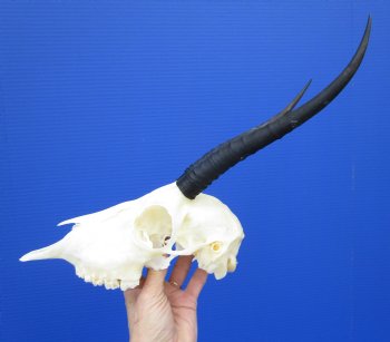 African Female Springbok Skull with 9-1/2 inches Horns <font color=red> Good Quality</font> for $64.99