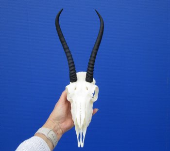 African Female Springbok Skull with 8-3/4 inches Horns <font color=red> Grade A Quality</font> for $64.99