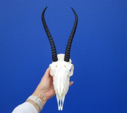 African Female Springbok Skull with 8-3/4 inches Horns <font color=red> Grade A Quality</font> for $64.99