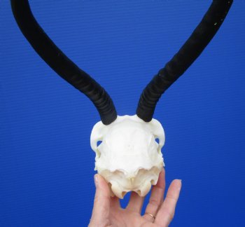 African Female Springbok Skull with 8-3/4 inches Horns <font color=red> Grade A Quality</font> for $64.99