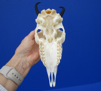 African Female Springbok Skull with 8-3/4 inches Horns <font color=red> Grade A Quality</font> for $64.99