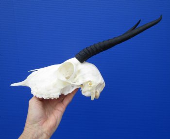 African Female Springbok Skull with 8-3/4 inches Horns <font color=red> Grade A Quality</font> for $64.99