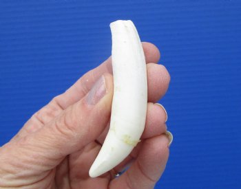 3-1/8 inches Authentic Large Alligator Tooth from a Florida gator - Buy this one for $19.99  <font color=red> FREE SHIPPING </font>