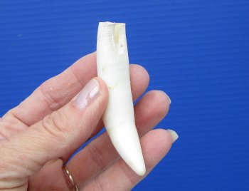 3-1/8 inches Authentic Large Alligator Tooth from a Florida gator - Buy this one for $19.99  <font color=red> FREE SHIPPING </font>